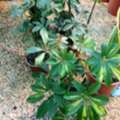 SAR 35,  Flowers,Indoor&Outdoor Plants Are Available In Riyadh With Delivery-0551298565