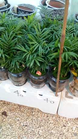 Al Maathar, Farm & Garden, SAR 35,  Flowers,Indoor&Outdoor Plants Are Available In Riyadh With Delivery-0551298565