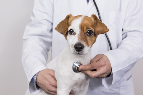 Toronto, Health, Trusted Animal Hospital Richmond BC For Comprehensive Pet Care