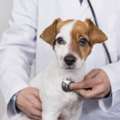 Trusted Animal Hospital Richmond BC For Comprehensive Pet Care