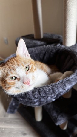 Riyadh, Pet Adoption, Loving Home Needed For Two Bonded Cats