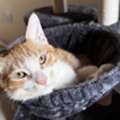 Loving Home Needed For Two Bonded Cats