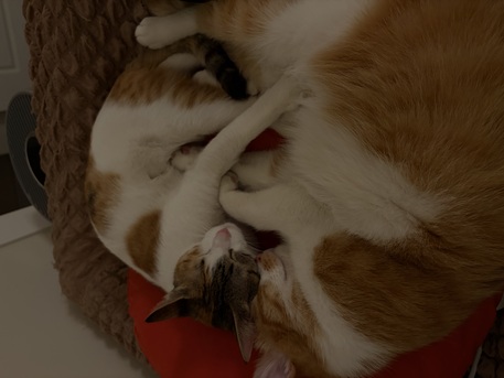 Riyadh, Pet Adoption, Loving Home Needed For Two Bonded Cats