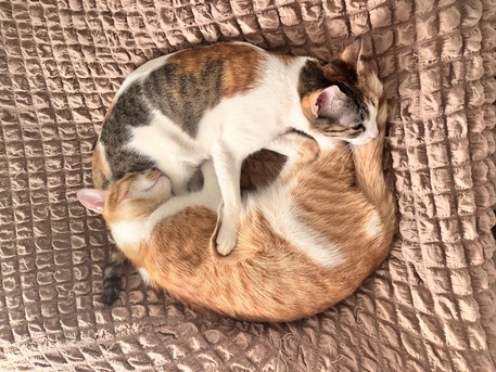 Riyadh, Pet Adoption, Loving Home Needed For Two Bonded Cats