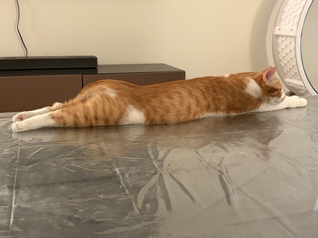 Riyadh, Pet Adoption, Loving Home Needed For Two Bonded Cats