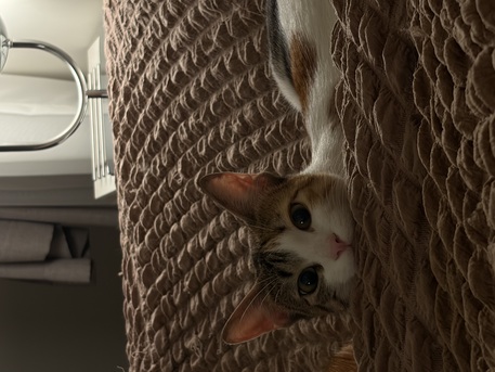 Riyadh, Pet Adoption, Loving Home Needed For Two Bonded Cats