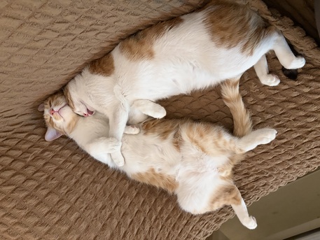 Riyadh, Pet Adoption, Loving Home Needed For Two Bonded Cats