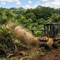 Quality Cheap Land Clearing In Hilo For Every Budget - Arborist Services