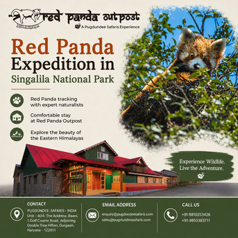 Gurgaon, Travel, Red Panda Expedition In Singalila National Park