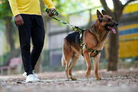Chandigarh, Pet Sitting, Dog Walkers In Chandigarh