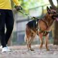 Dog Walkers In Chandigarh