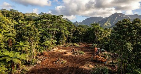 New York, Business, Reliable Forestry Clearing In Hilo Done Safely And Efficiently - Arborist Services
