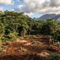 Reliable Forestry Clearing In Hilo Done Safely And Efficiently - Arborist Services