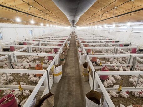 New York, Real Estate, Opt For Hassle-free Cleaning With PVC Poultry Wall Panels