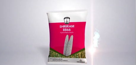 Mumbai, Farm/Garden, Shriram 8860 Hybrid Bajra Seed For Consistent Yield And Growth