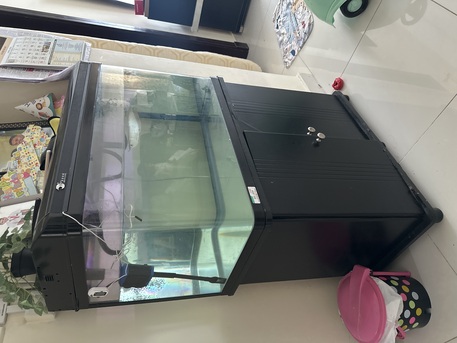 Hidd, Pet Supplies, BHD 50,  Aquarium With Arowana Fishes -2 Nos