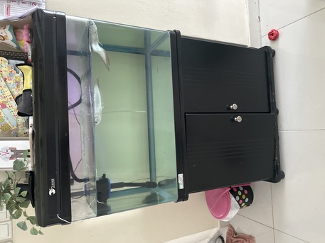 Hidd, Pet Supplies, BHD 50,  Aquarium With Arowana Fishes -2 Nos