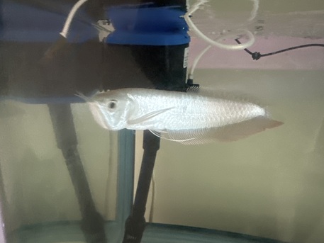 Hidd, Pet Supplies, BHD 50,  Aquarium With Arowana Fishes -2 Nos