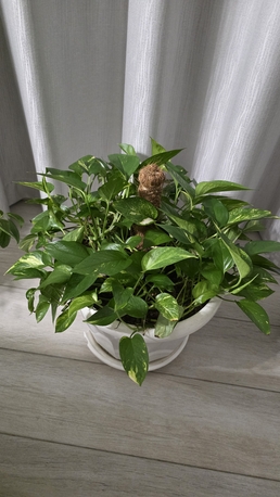 Adliya, Farm & Garden, BHD 3,  Money Plant