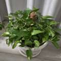 BHD 3,  Money Plant