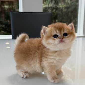 Abu Dhabi, Pet Supplies, AED 1750,  9-Weeks-Old British Shorthair  Kittens For Sale