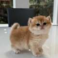 AED 1750,  9-Weeks-Old British Shorthair  Kittens For Sale