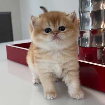 Abu Dhabi, Pet Supplies, AED 1750,  9-Weeks-Old British Shorthair  Kittens For Sale