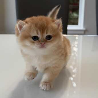 Abu Dhabi, Pet Supplies, AED 1750,  9-Weeks-Old British Shorthair  Kittens For Sale