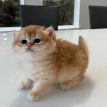 Abu Dhabi, Pet Supplies, AED 1750,  9-Weeks-Old British Shorthair  Kittens For Sale