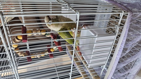 Manama, Pet Supplies, BHD 200,  Conure Parrot 🦜  6 Months Old For Sale