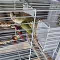BHD 200,  Conure Parrot 🦜  6 Months Old For Sale