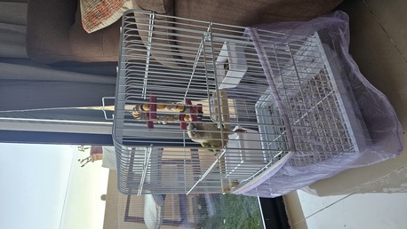 Manama, Pet Supplies, BHD 200,  Conure Parrot 🦜  6 Months Old For Sale