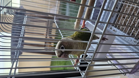 Manama, Pet Supplies, BHD 200,  Conure Parrot 🦜  6 Months Old For Sale