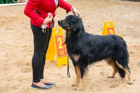Chandigarh, Pet Sitting, Dog Training Service In Chandigarh