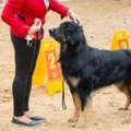 Dog Training Service In Chandigarh