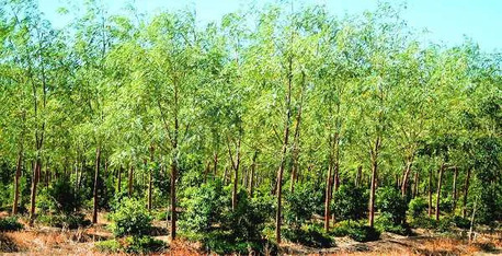 Bhubaneswar, Farm/Garden, Sandalwood Farming Odisha
