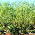 Sandalwood Farming Odisha