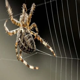New York, Pest Control, Family Home Pest Control