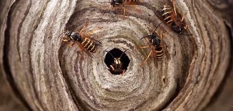 New York, Pest Control, Family Home Pest Control