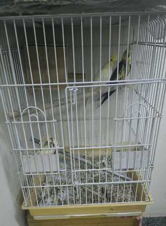 Dammam, Pet Supplies, SAR 450,  A Pair Of Birds Along With A Quality Cagd Is Available For Sale
