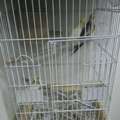 SAR 450,  A Pair Of Birds Along With A Quality Cagd Is Available For Sale