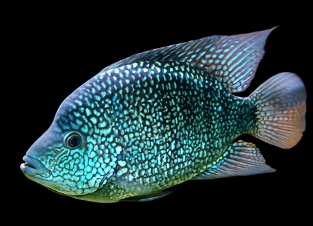Dammam, Pet Supplies, SAR 20,  Fish For Sale