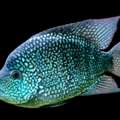 SAR 20,  Fish For Sale