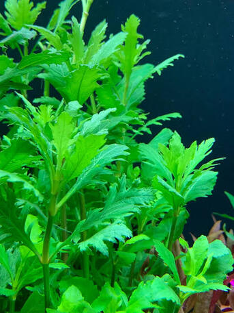 Riyadh, Farm & Garden, SAR 30,  Water Wisteria -Aquarium Plant