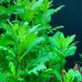 SAR 30,  Water Wisteria -Aquarium Plant