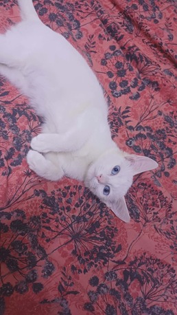 Riyadh, Pet Adoption, Adoption Post!