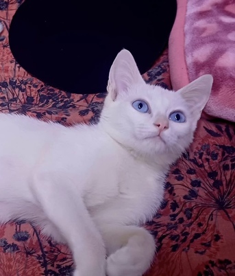 Riyadh, Pet Adoption, Adoption Post!