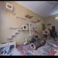 Cat Dormitory, Cat Sitter, Cat Day Care , Cat Home