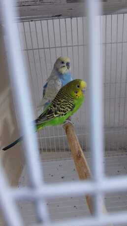 Riyadh, Pet Supplies, SAR 300,  Breeding Pair For Sale