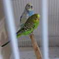 SAR 300, Breeding Pair For Sale